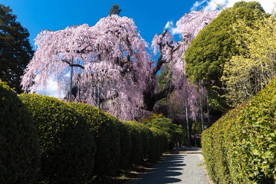 Yamanashi, Spring 2017, Japan. Photograph by Jordy Meow
